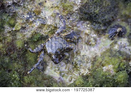 European Green Crab 2