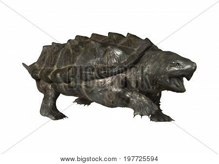 3D Rendering Alligator Snapping Turtle On White