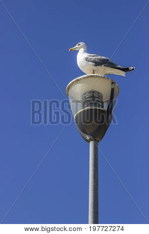 Seagull On Post Against A Clear Sky Background