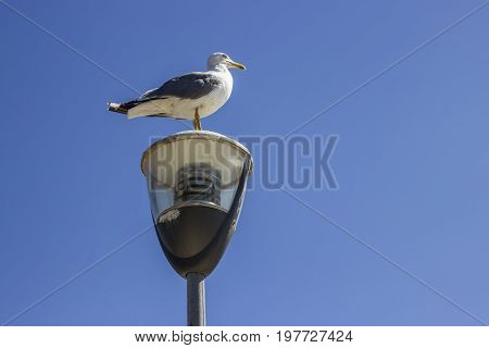 Seagull Standing On The Street Light Pole