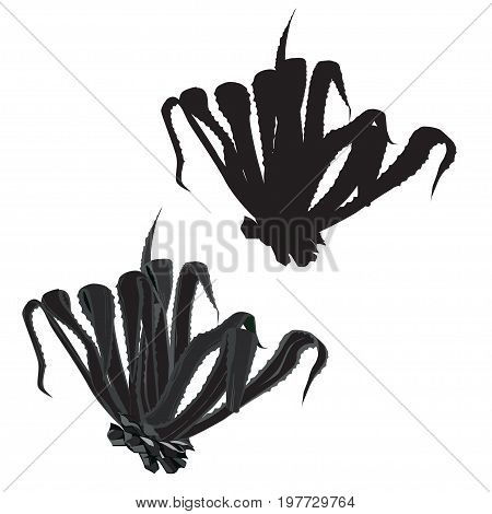 Agave American (Agave americana) a vector silhouette and the vector grayscale image on a white background