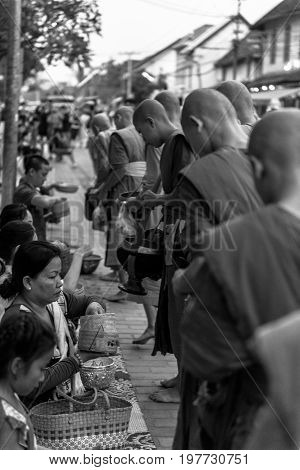 LUANG PRABANG LAOS - MARCH 12 2017: Black and white and from the back picture of monks receving food and money at Buddhist Alms Giving Ceremony before the sunrise in Luang Prabang Laos.