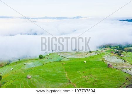 Aerial top view photo from flying drone of green rice fields in countryside Land with grown plants of paddy and sea of fog at Pa Pong Piang Thailand.