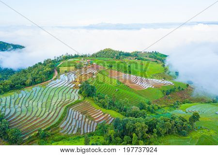 Aerial top view photo from flying drone of green rice fields in countryside Land with grown plants of paddy and sea of fog at Pa Pong Piang Thailand.