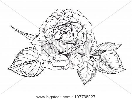 Hand drawn rose flower in contour. Botanical vector