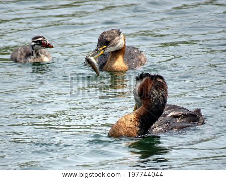 Family of red-necked grebe on the Lake Ontario in Humber Bay Park of Toronto Canada July 21 2017