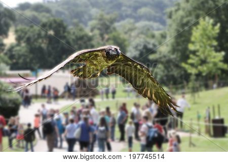 A Juvenile Bearded Vulture (gypaetus Barbatus), Also Known As The Lammergeier Or Ossifrage, Flying O