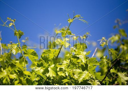 Mustache against grapes against the blue sky .