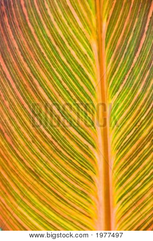 Hoja de Canna