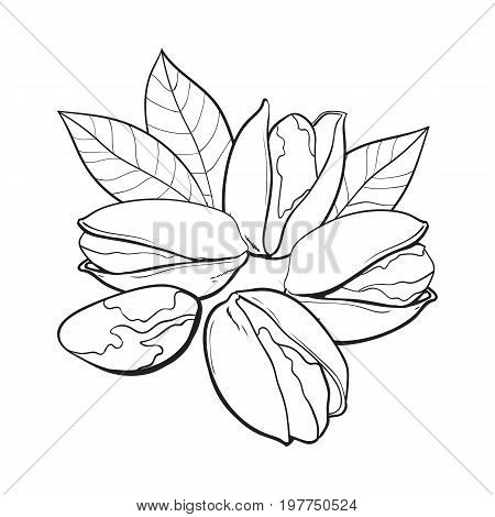 Group of black and white pistachio nuts, shelled and unshelled, sketch style vector illustration isolated on white background. Realistic hand drawing of pistachio nuts with leaves