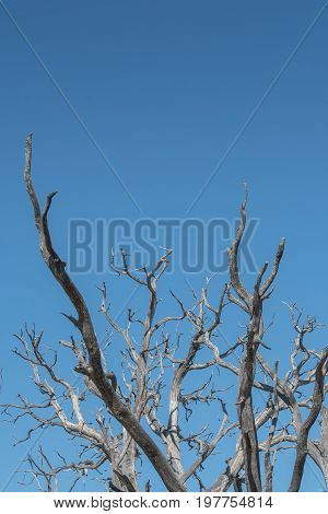 Gnarly Branches Of Tree On Blue Sky Vertical