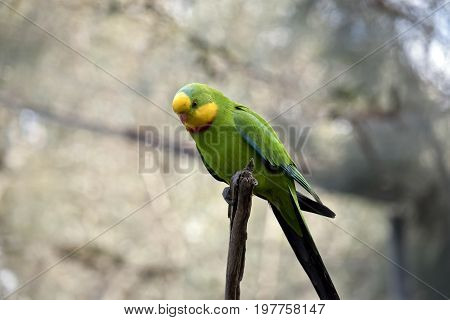 close up of a colorful superb parrot