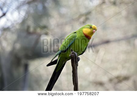 close up of a colorful superb parrot