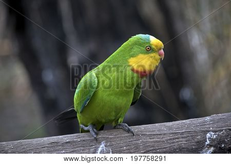 close up of a colorful superb parrot