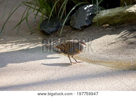 the buff banded rail is walking on a path