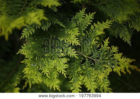 juniper leafs close up photo summer garden texture