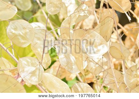 Close Up Of Dried Lunaria Annua Fruit