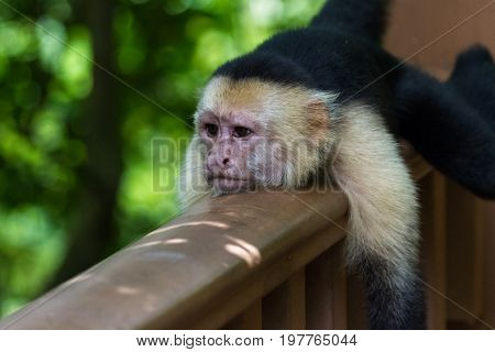 White-headed Capuchin - Cebus Capucinus