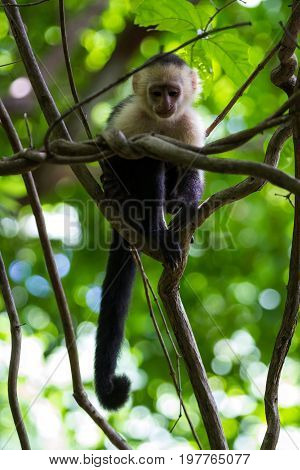 White-headed Capuchin - Cebus Capucinus