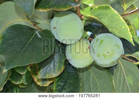 Close Up Of Unripe Persimmon Still On The Tree