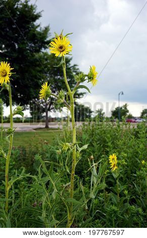 Compass plants (Silphium laciniatum) bloom in a field in Plainfield, Illinois during June.