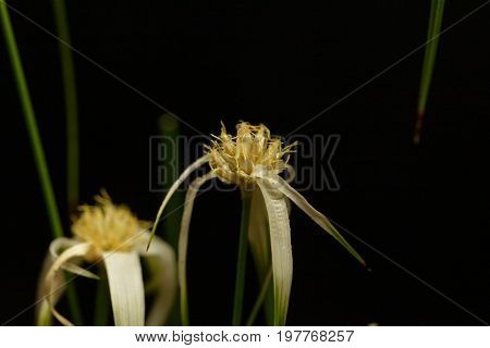 Head of a starrush whitetop Rhynchospora colorata with a black background.