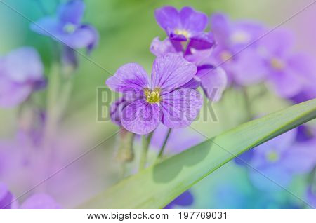 Purple Aubrieta Flowers. Purple  Spring Flowers In The Garden