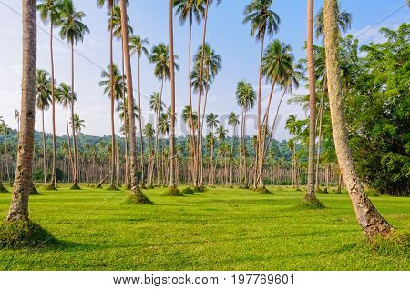Manicured lawn and rows of coconut palm trees - Espiritu Santo Vanuatu