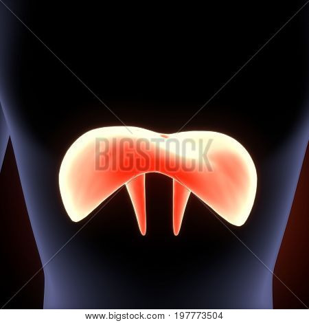 Human Diaphragm Anatomy Illustration . 3D render