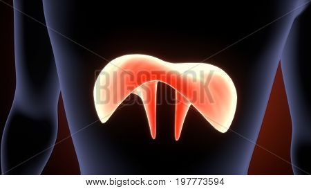 Human Diaphragm Anatomy Illustration . 3D render