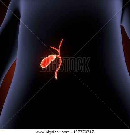 3d illustration of  Human  body Gallbladder anatomy