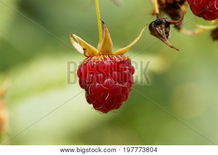 Berry of a wild red raspberry Rubus idaeus.
