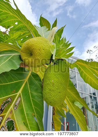Young breadfruit. Close up picture of exotic fruit, breadfruit.