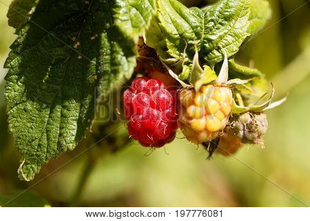 Berry of a wild red raspberry Rubus idaeus.