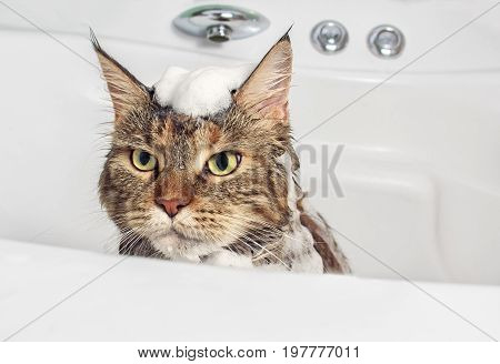 Funny cat Maine Coon. Peeping Cat on white background.