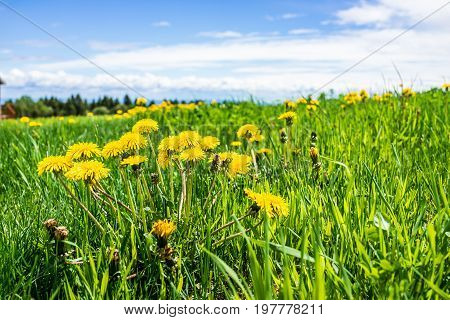 Group Of Yellow Dandelion Flowers In Green Grass In Quebec, Canada Charlevoix Region With Blue Sky