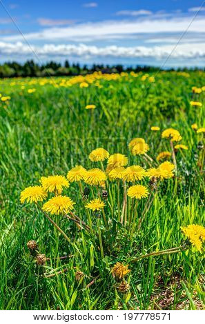 Group Of Yellow Dandelion Flowers In Green Grass In Quebec, Canada Charlevoix Region With Blue Sky