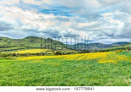 Field Hills Of Yellow Dandelion Flowers In Green Grass In Quebec, Canada Charlevoix Region