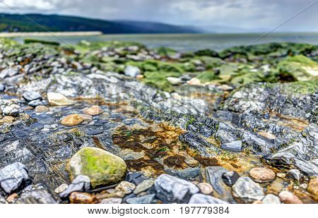 Macro Closeup Of Green, Mossy Rocks And Saint Lawrence River In Saint-irenee, Quebec, Canada In Char
