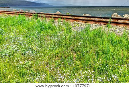 Many Blue Forget-me-not Flowers In Green Grass Field By Railroad And River