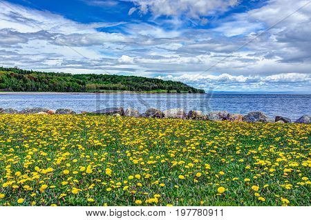 Field Of Yellow Dandelion Flowers By Saint Lawrence River In La Malbaie, Quebec, Canada In Charlevoi
