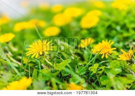 Group Of Yellow Dandelion Flowers In Green Grass In Quebec, Canada Charlevoix Region Macro Closeup