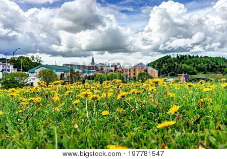 Saint Lawrence River Town Cityscape Skyline In Charlevoix Region In Quebec With Dandelion Yellow Flo