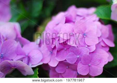 Purple hydrangea and green leaf close up