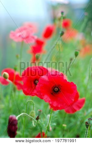 Beautiful red poppies on the meadow vertical view