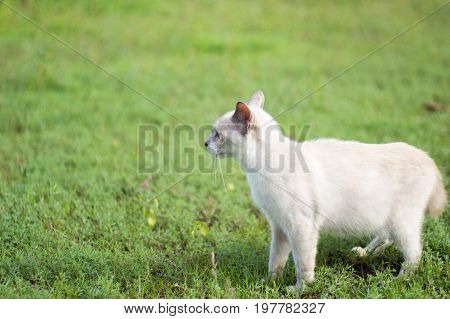 a small domesticated carnivorous mammal with soft fur, a short snout, and retractile claws. It is widely kept as a pet or for catching mice, and many breeds have been developed