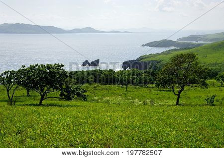 Summer meadow and sea panoramic view landscape background
