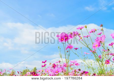 pink cosmos flowers daisy blossom flowers in the garden with blue sky