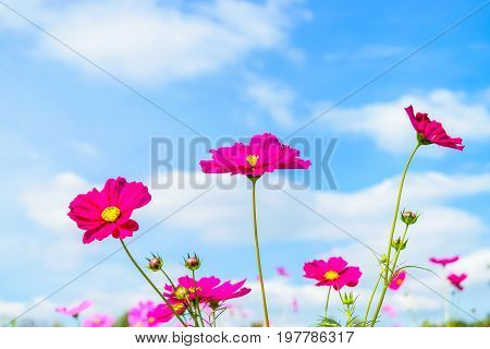 pink cosmos flowers daisy blossom flowers in the garden with blue sky