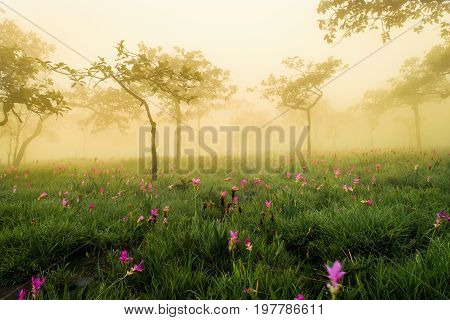 Siam Tulips blooming in Chaiyaphum province Thailand